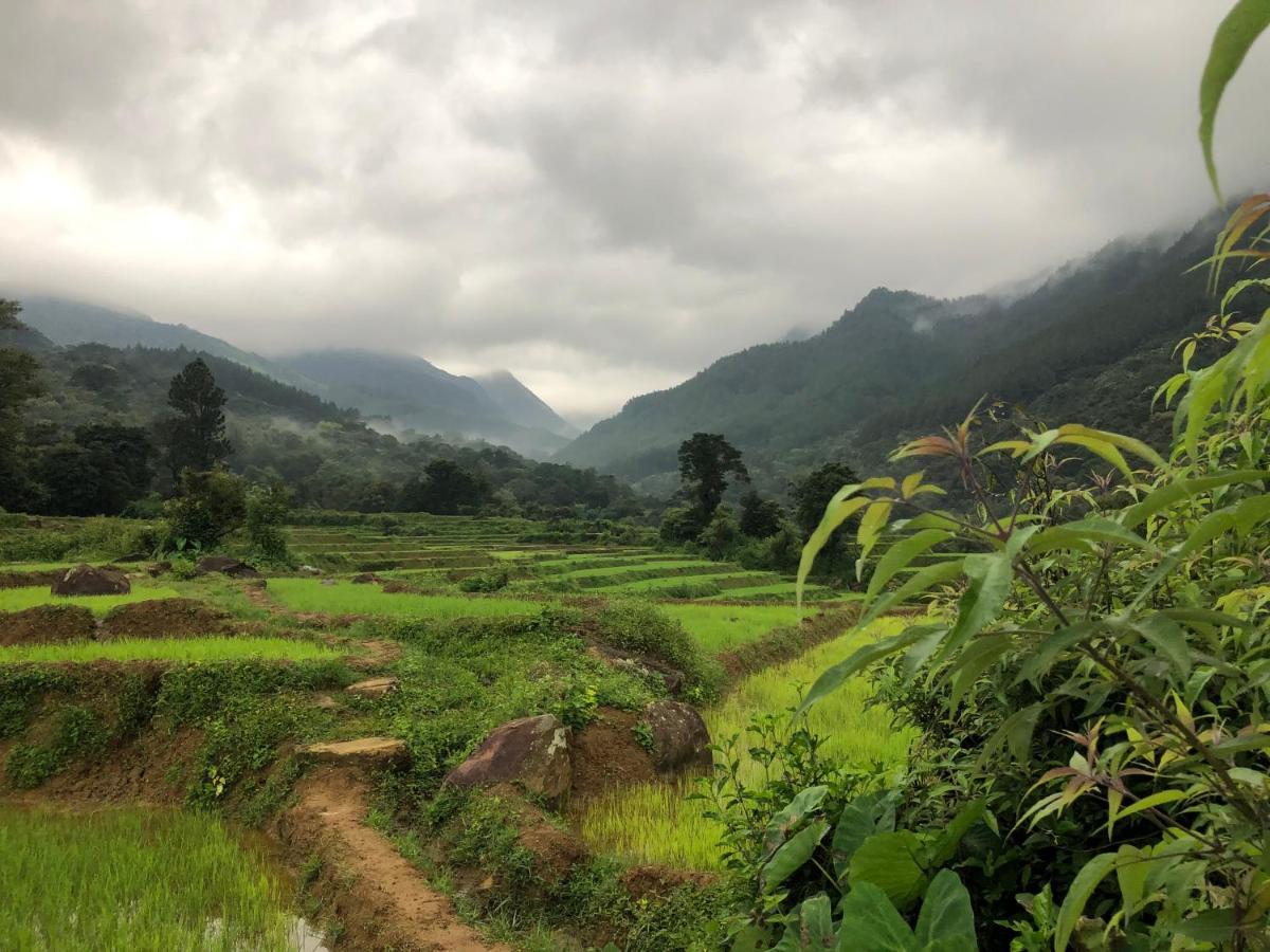 Lodge Genderless Jungle