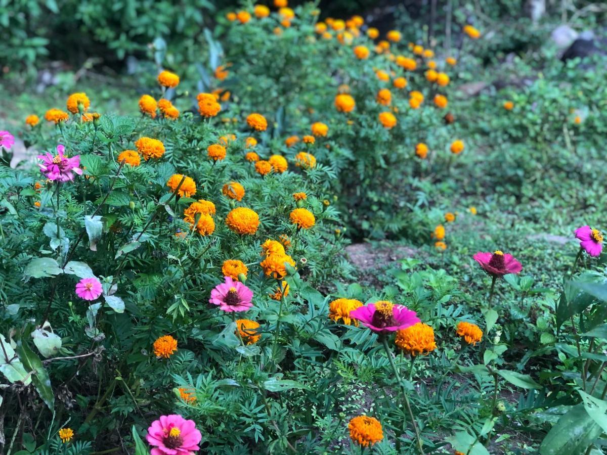 Genderless Jungle Lodge Matale
