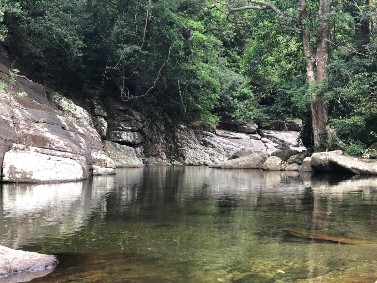 Lodge Genderless Jungle Matale