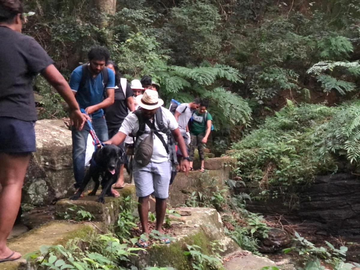 Lodge Genderless Jungle Matale